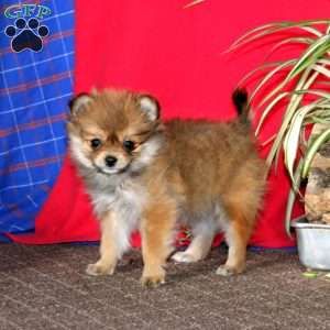 Ashley, Pomeranian Puppy