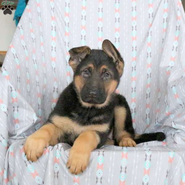 Aspen, German Shepherd Puppy