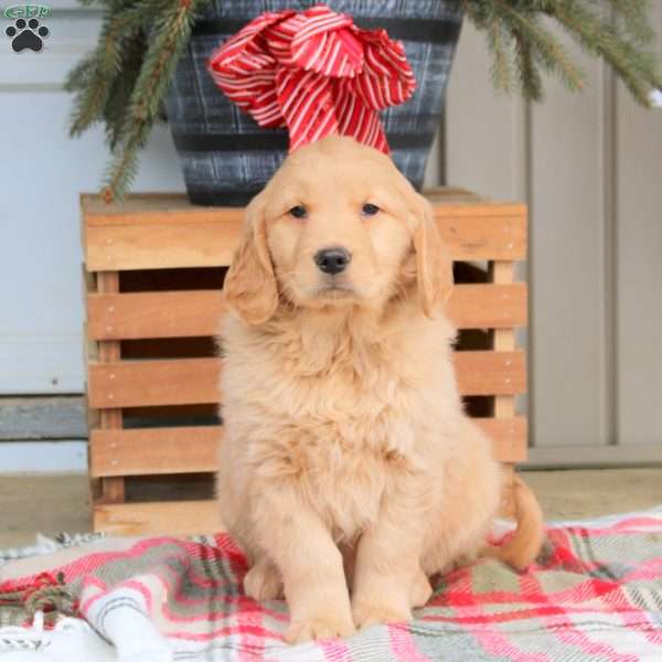 Astrid, Golden Retriever Puppy