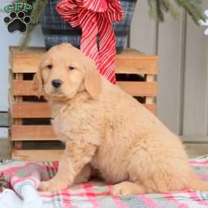Astrid, Golden Retriever Puppy