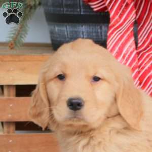 Astrid, Golden Retriever Puppy