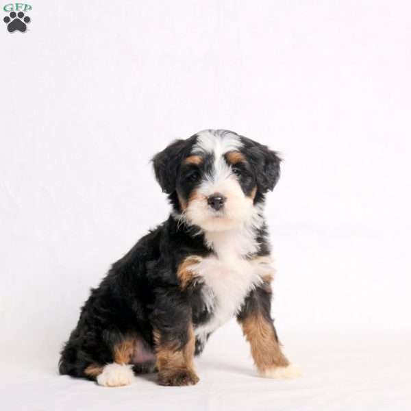 Athena, Mini Bernedoodle Puppy