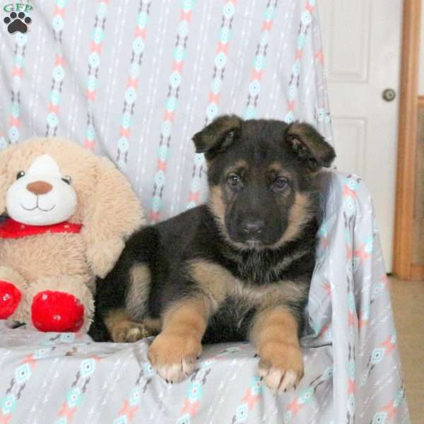 Athena, German Shepherd Puppy