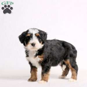 Athena, Mini Bernedoodle Puppy