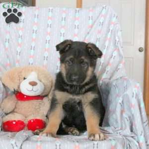 Athena, German Shepherd Puppy