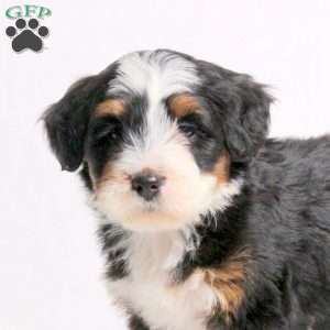 Athena, Mini Bernedoodle Puppy