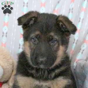 Athena, German Shepherd Puppy