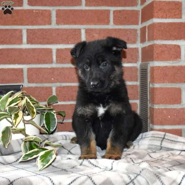Atlas, German Shepherd Puppy