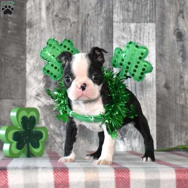 Atlas, Boston Terrier Puppy