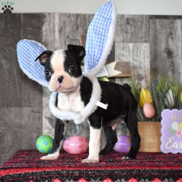 Atlas, Boston Terrier Puppy