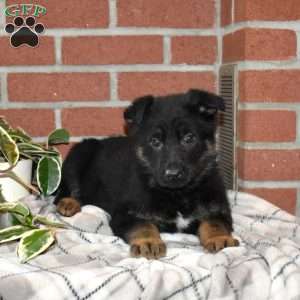 Atlas, German Shepherd Puppy