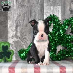 Atlas, Boston Terrier Puppy
