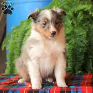 Atlas, Sheltie Puppy