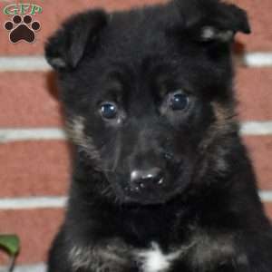 Atlas, German Shepherd Puppy