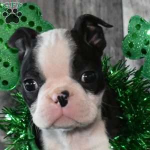 Atlas, Boston Terrier Puppy