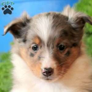 Atlas, Sheltie Puppy