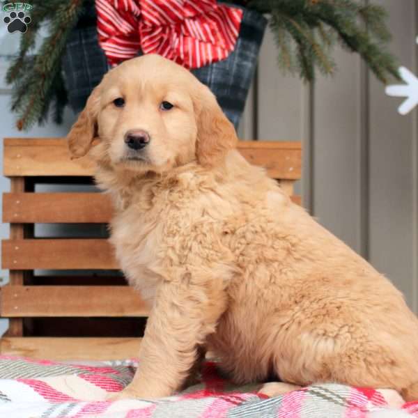 Audrey, Golden Retriever Puppy