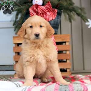 Audrey, Golden Retriever Puppy