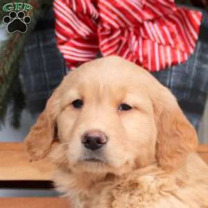 Audrey, Golden Retriever Puppy