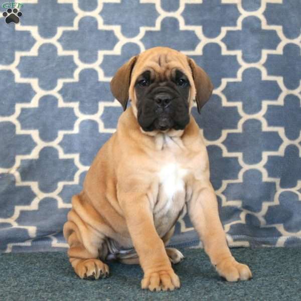 Audrey, Cane Corso Puppy