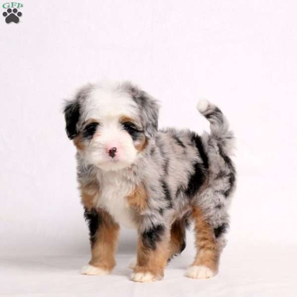 August, Mini Bernedoodle Puppy