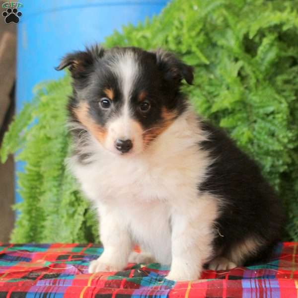 August, Sheltie Puppy