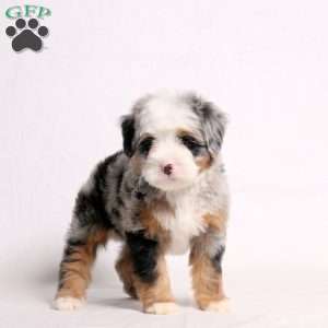August, Mini Bernedoodle Puppy