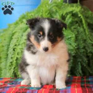 August, Sheltie Puppy