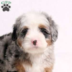 August, Mini Bernedoodle Puppy