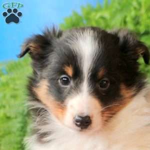 August, Sheltie Puppy