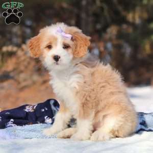 Aurora, Mini Bernedoodle Puppy