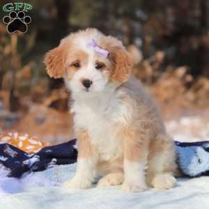 Aurora, Mini Bernedoodle Puppy