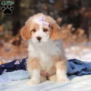 Aurora, Mini Bernedoodle Puppy