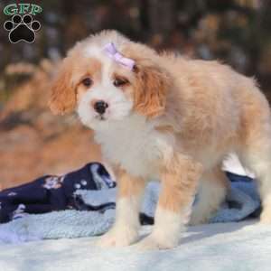 Aurora, Mini Bernedoodle Puppy