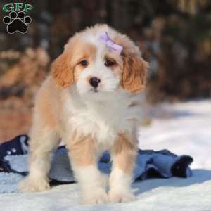 Aurora, Mini Bernedoodle Puppy