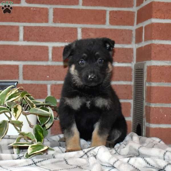 Aurora, German Shepherd Puppy