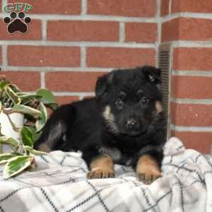 Aurora, German Shepherd Puppy