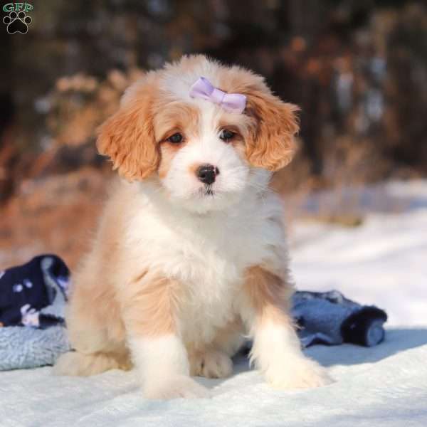 Aurora, Mini Bernedoodle Puppy