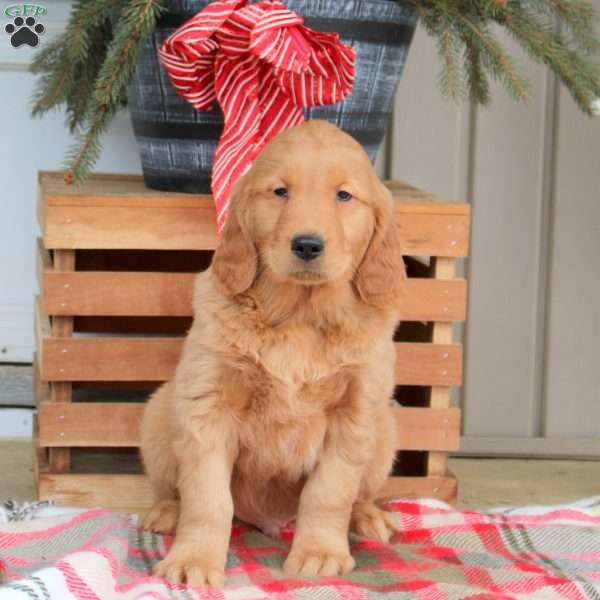 Austin, Golden Retriever Puppy