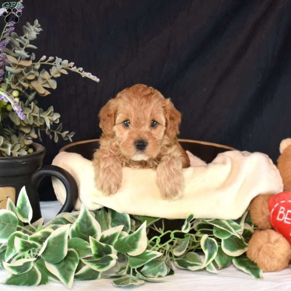 Austin, Cavapoo Puppy
