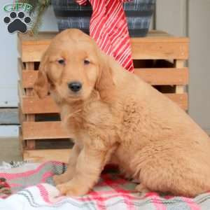 Austin, Golden Retriever Puppy