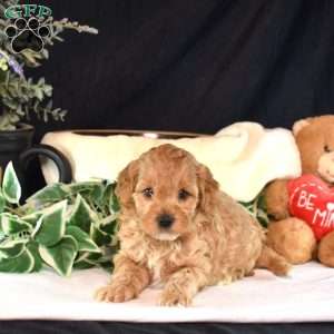 Austin, Cavapoo Puppy