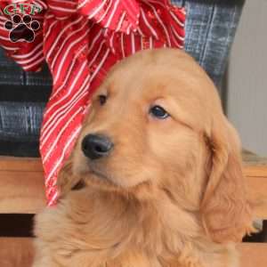 Austin, Golden Retriever Puppy