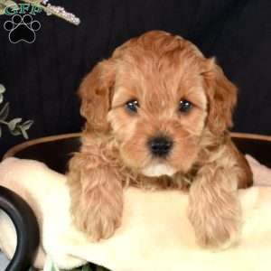 Austin, Cavapoo Puppy