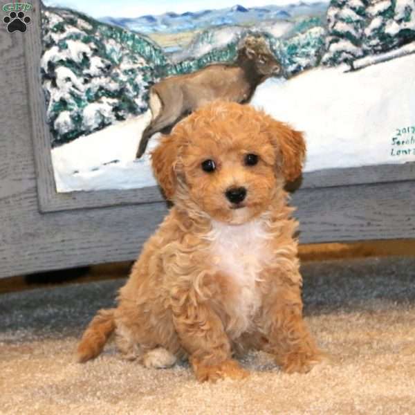 Austin, Bich-Poo Puppy