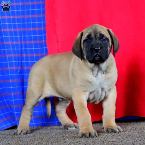 Austin, English Mastiff Puppy