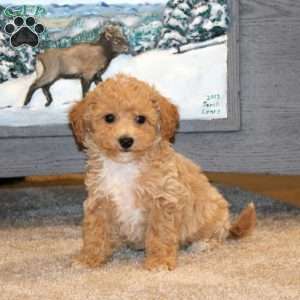 Austin, Bich-Poo Puppy