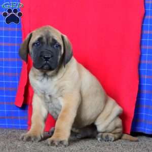 Austin, English Mastiff Puppy
