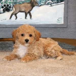 Austin, Bich-Poo Puppy