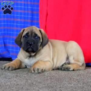Austin, English Mastiff Puppy